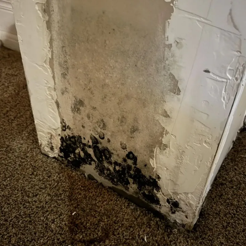 Professional Mold Removal in Sayre, OK